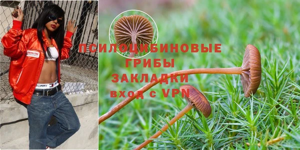 хмурый Белокуриха