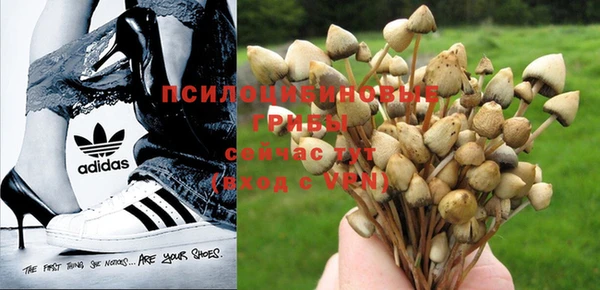 хмурый Белокуриха