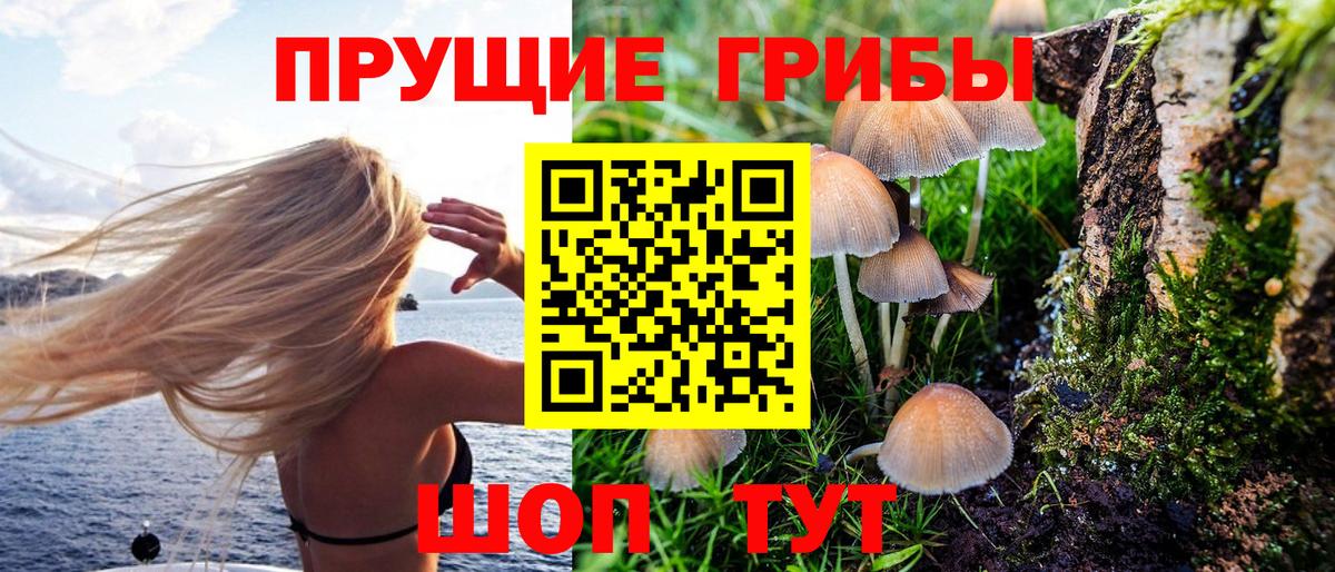 Гатчина  Псилоцибиновые грибы мицелий  Вход с VPN 